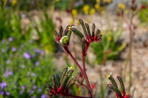 plantă anigozanthos flavidus sau cangură de laba cu flori galbene și roșii