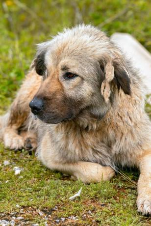 Câine Ciobanesc Caucazian - Câini de cel mai bun paznic
