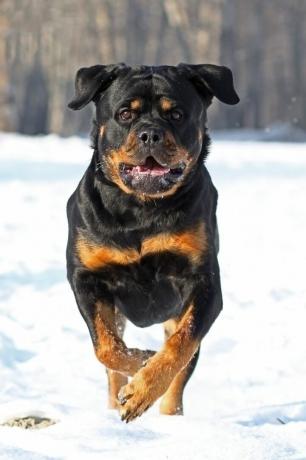 rottweiler - cei mai buni câini de pază