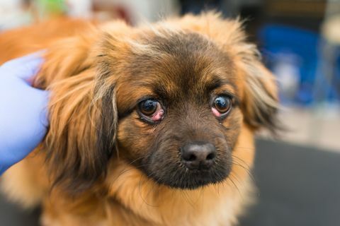 câine cu ochi de cireș la clinica veterinară