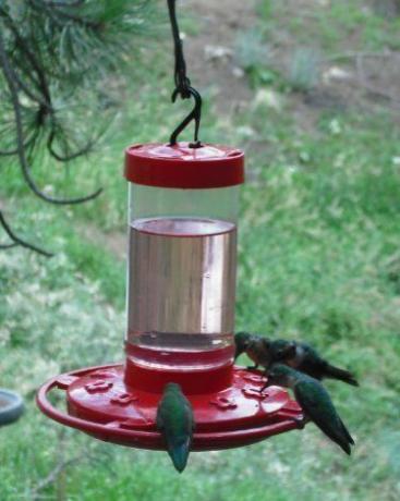Hrănitoare pentru colibri First Nature
