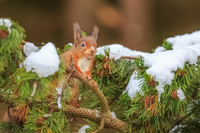 Veveriță roșie curioasă în pin