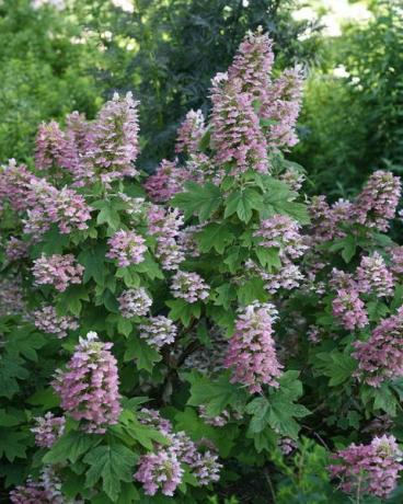 Hortensia de stejar Gatsby Pink