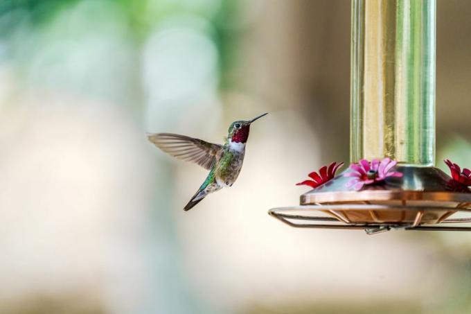 Instrucțiuni pentru rețeta de mâncare pentru colibri