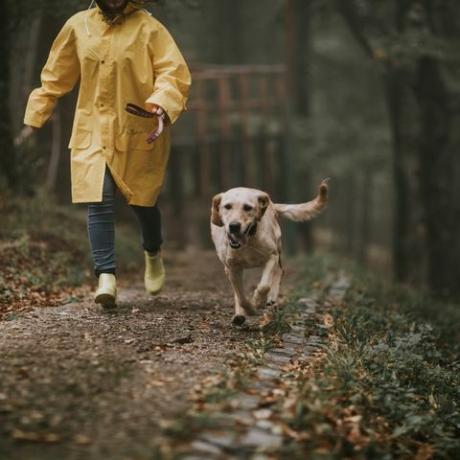 sfaturile de încredere ale câinelui pentru menținerea în siguranță a animalelor de companie în caz de inundații