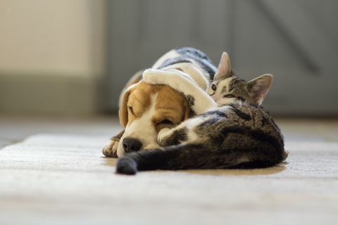 câine beagle și pisică moggie care se îmbrățișează