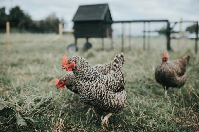 găini albe austra o încrucișare între un cocoș australorp negru și o găină lehorn albă