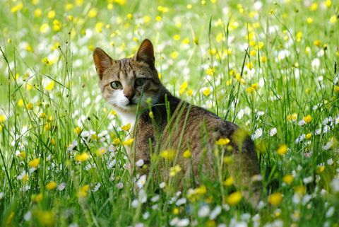 Pisica în iarbă
