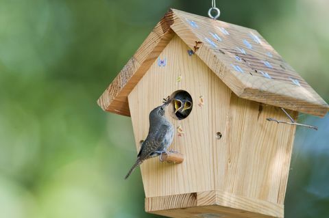 House wren hrănește bebelușii în casă de păsări