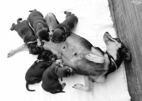 Câinele însărcinat care i-a zguduit ședința foto din maternitate i-a avut puii