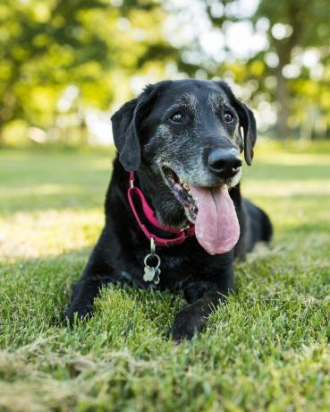 un câine senior labrador retriever se întinde în iarbă într-un parc în aer liber