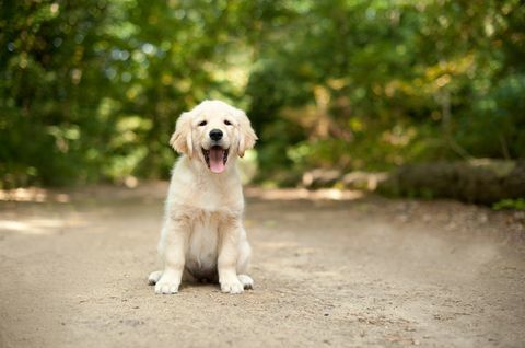 cățeluș labrador așezat pe o potecă împădurită