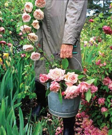 bărbat în haina de trenci și cizme care ține o găleată de trandafiri moștenitori într-o grădină