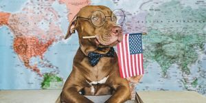 câine dragut, drăguț și steagul american în prim-plan, în interior