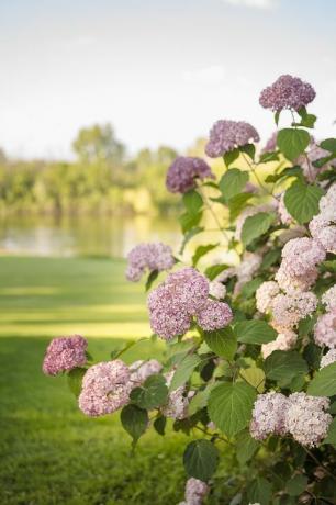 Hortensia Invincinbelle