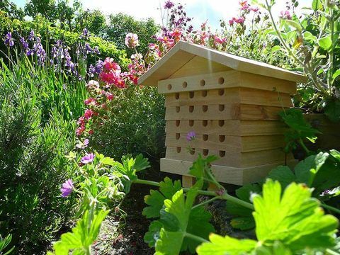 Fotografie Wildlife World Beehive