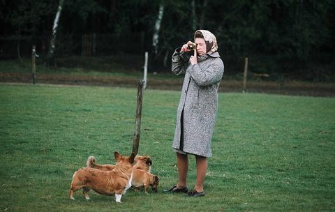 Windsor, regina Elisabeta II a Regatului Unit fotografiendu-și corgis-ul în parcul Windsor în 1960 în Windsor, Anglia, fotografie de anwar husseingetty images