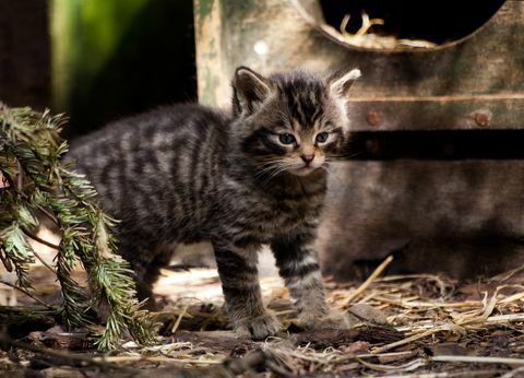 Pisoi scotian Wildcat