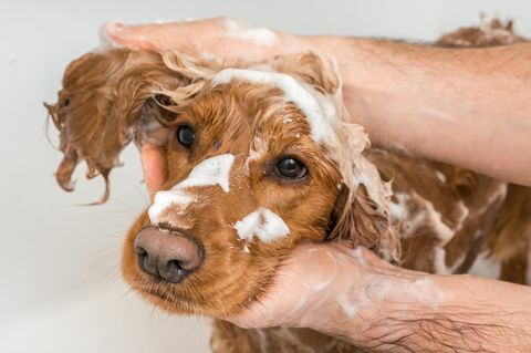câine cocker spaniel fă un duș cu șampon și apă