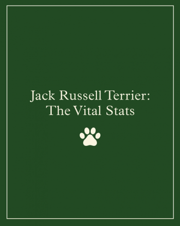 Jack Russell