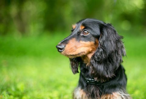 profilul unui câine teckel cu păr lung și negru și roșu în aer liber