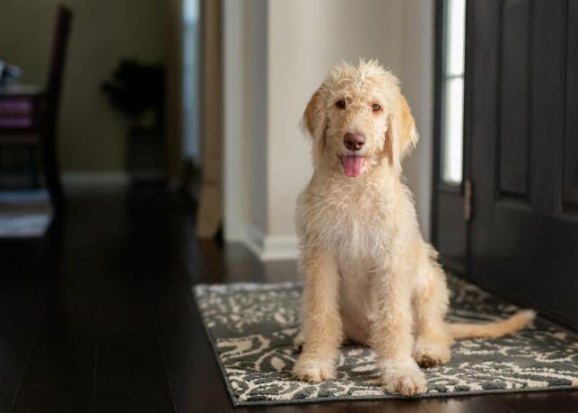 tânăr labradoodle galben și crem așezat pe un covor din foaier uitându-se la camera