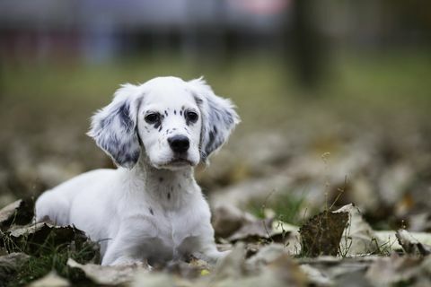 drăguță fetiță setter englez