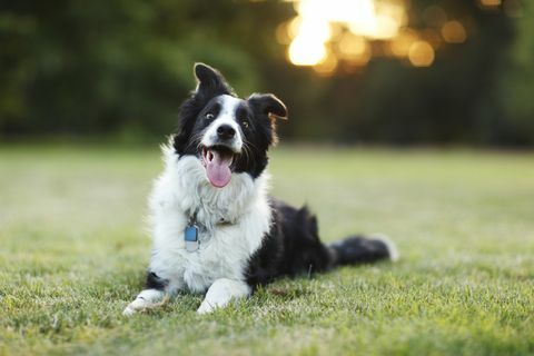 câine border collie fericit în aer liber