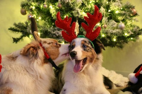 Fotografie pentru animale de companie festive