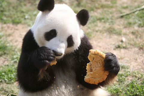 panda mâncând prăjitură de lună