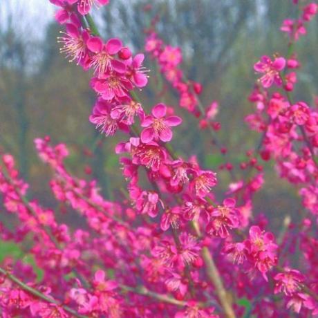 flori de primăvară – cais japonez