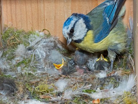 Pițigoi albaștri, cyanistes caeruleus, hrănirea puilor flămânzi în cuib, Norfolk Marea Britanie fotografie de david tiplingimagini educaționalegrup de imagini universale prin getty images