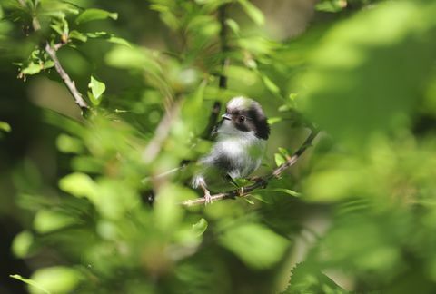 tit cu coada lungă aegithalos caudatus, minor rămânând ascuns în hedgerow, bedfordshire, mai