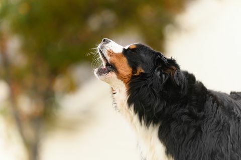 Câinele de munte bernez de vârstă mijlocie latră în aer liber într-o fotografie de aproape