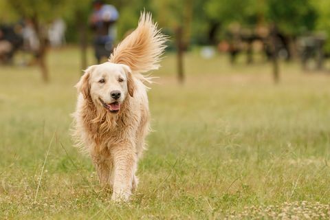 golden retriever plimbător