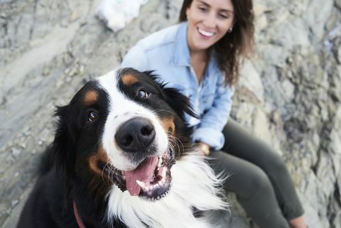 fericit câine de munte bernese uitându-se la aparatul foto, proprietarul său zâmbește lângă el