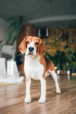 portretul unui câine beagle cu o dispoziție jucăușă