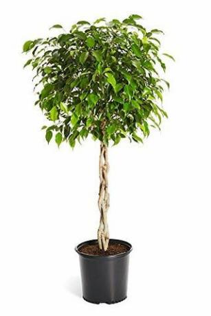 Copacul Benjamina Ficus