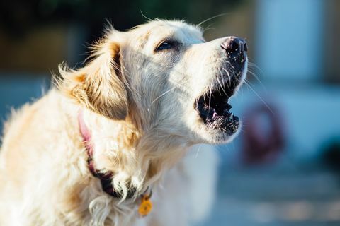 Primul-plan al câinelui cu gura deschisă spre vedere