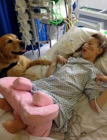 Câinii de terapie au fost introduși la un spital de copii pentru a ajuta la ușurarea anxietății