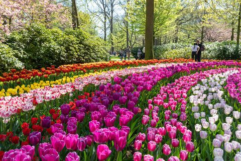 Grădinile Keukenhof din Holland în plină floare - cel mai bun moment de vizitat