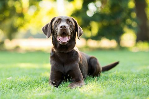 Câine Labrador de ciocolată care se așază pe iarbă în aer liber