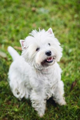 West Highland White Terrier