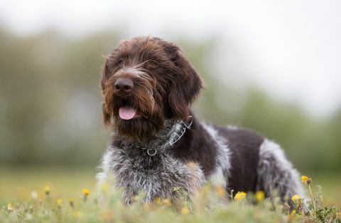 câine german cu păr sârmă în aer liber în natură