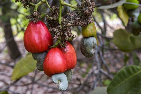 Plantă, floare, pom fructifer, plantă cu flori, fructe, copac, Syzygium malaccense, botanică, alimente, produse, 