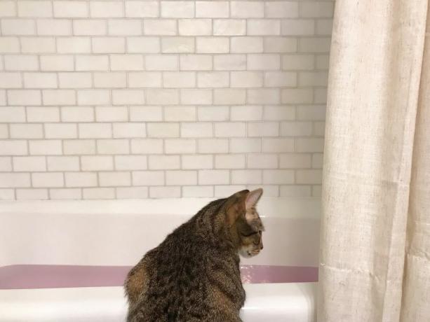 pisică care caută în cada plină cu apă