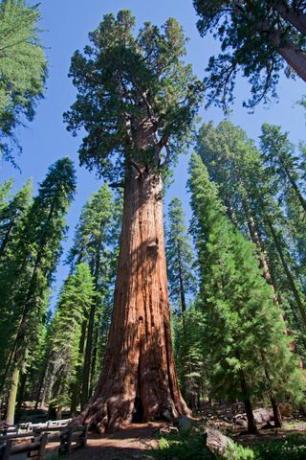 Arborele roșu în parcul național Sequoia, California