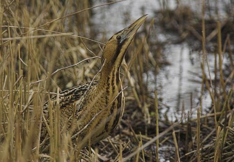 Vedere a unui adult Bittern (Botaurus stellaris) care se hrănește într-un stuf, din „Bittern Watchpoint” din Parcul Țării din Valea Lee