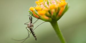 cum să scapi de țânțari în grădini