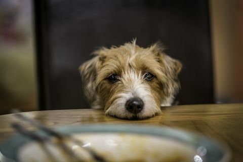 câine cerșind la masă